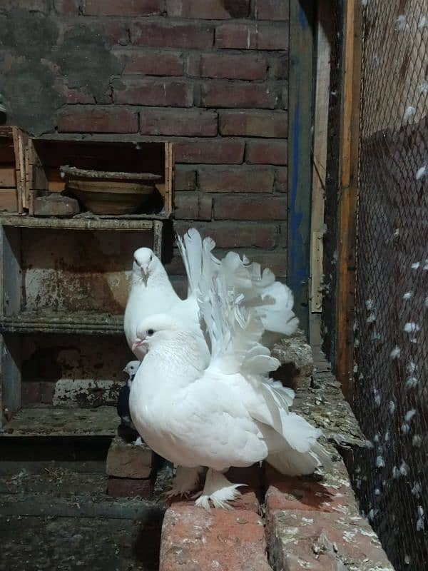 fancy pigeon  03137162262 1