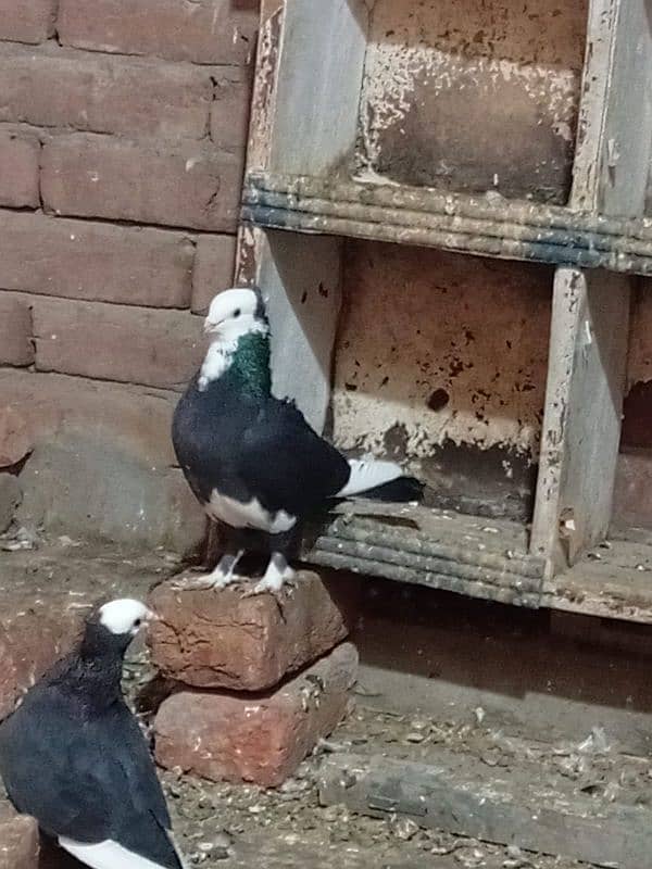 fancy pigeon  03137162262 2