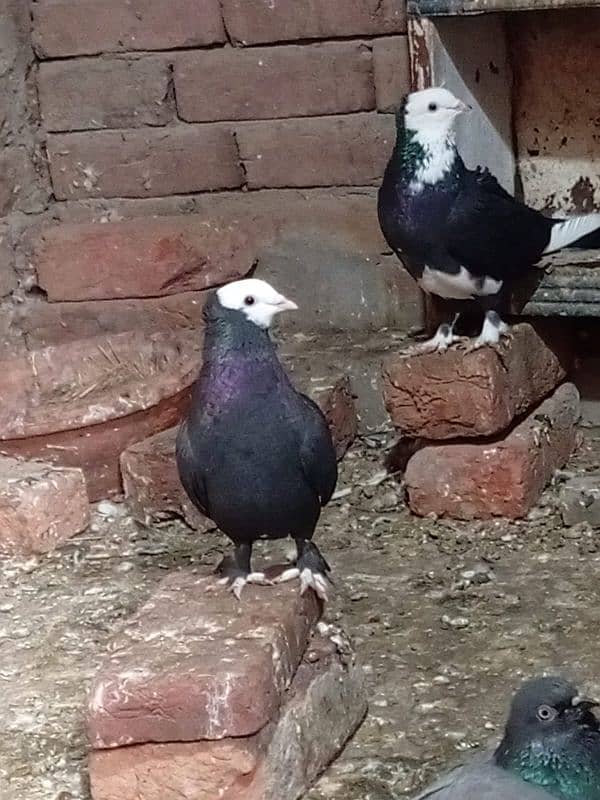 fancy pigeon  03137162262 3