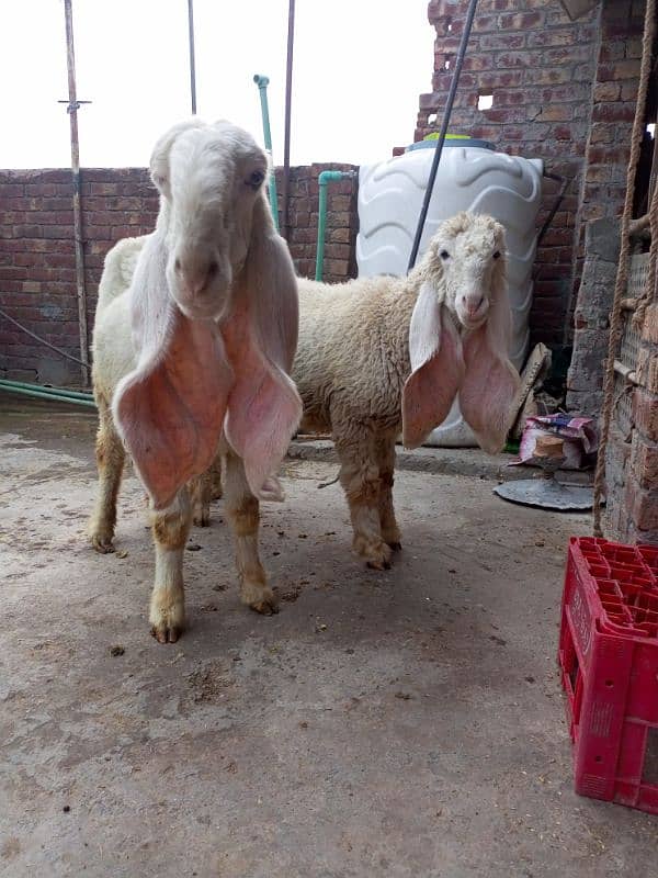 kajli Female for sale sheep kajla shatra 1