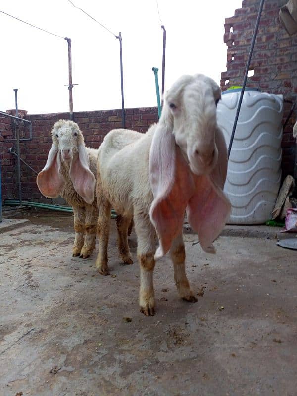 kajli Female for sale sheep kajla shatra 3