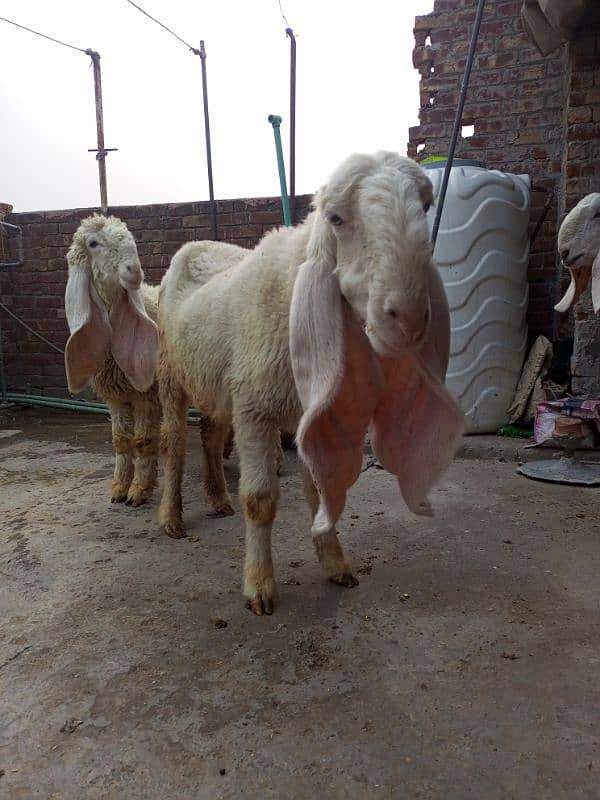 kajli Female for sale sheep kajla shatra 4