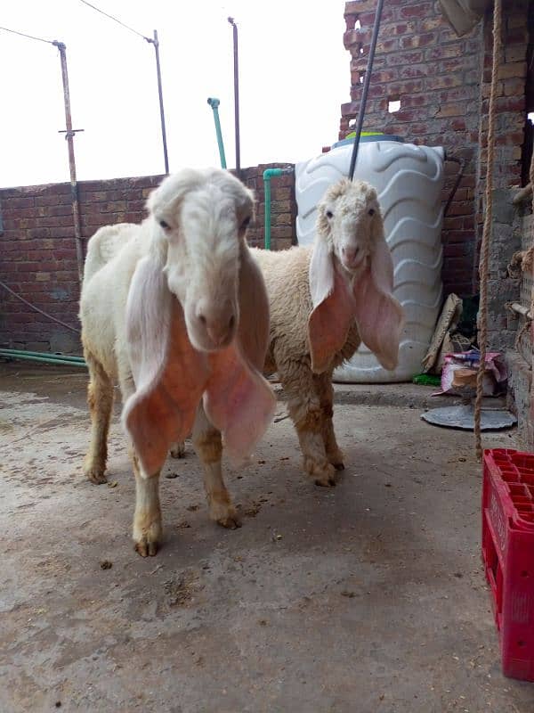 kajli Female for sale sheep kajla shatra 6