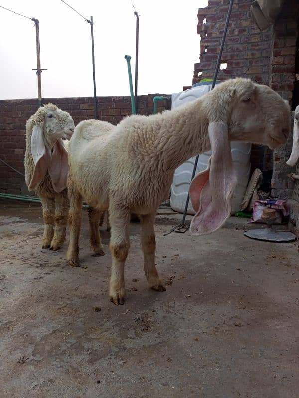 kajli Female for sale sheep kajla shatra 7