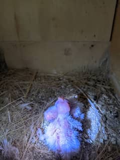 Cocktail eno chicks