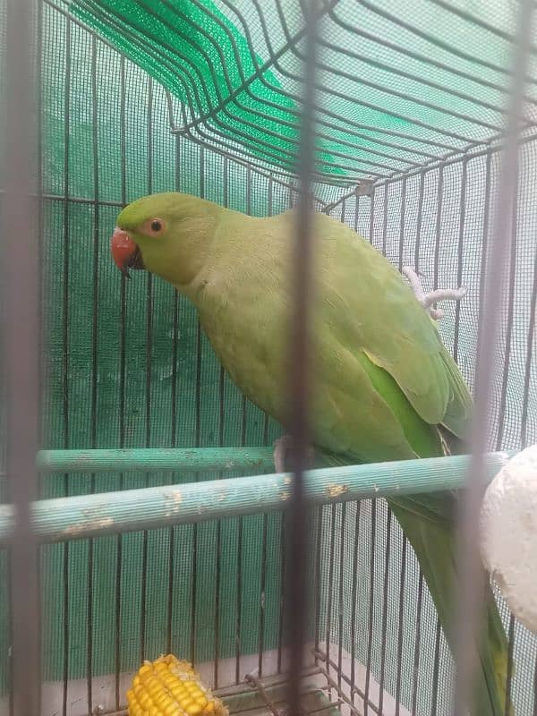 green ringneck female 0