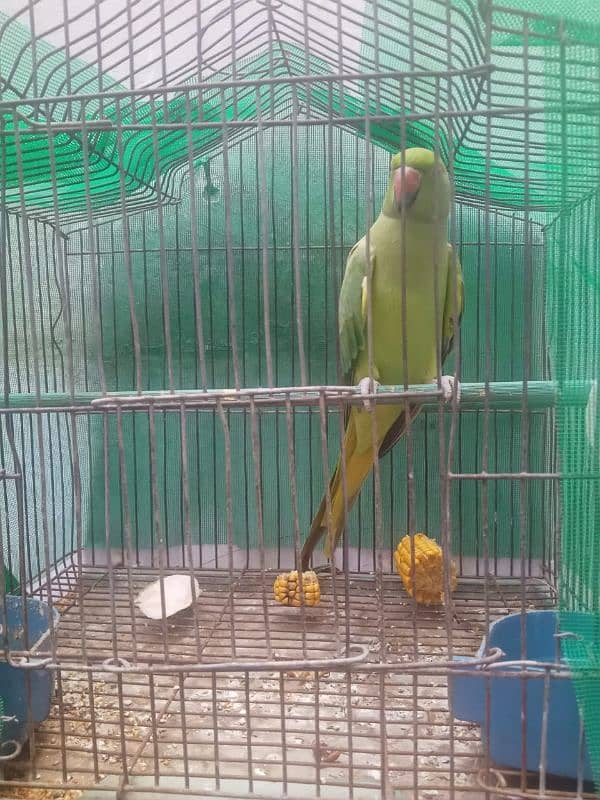 green ringneck female 1