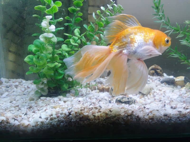 Gold Fish Pair 4