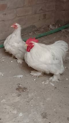 white bantam pair