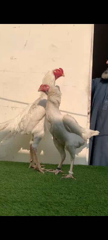 White O Shamo Chick's 2