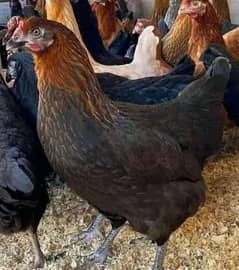 golden misri hen