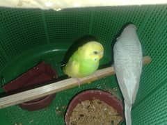 exhibition male or yellow pied female