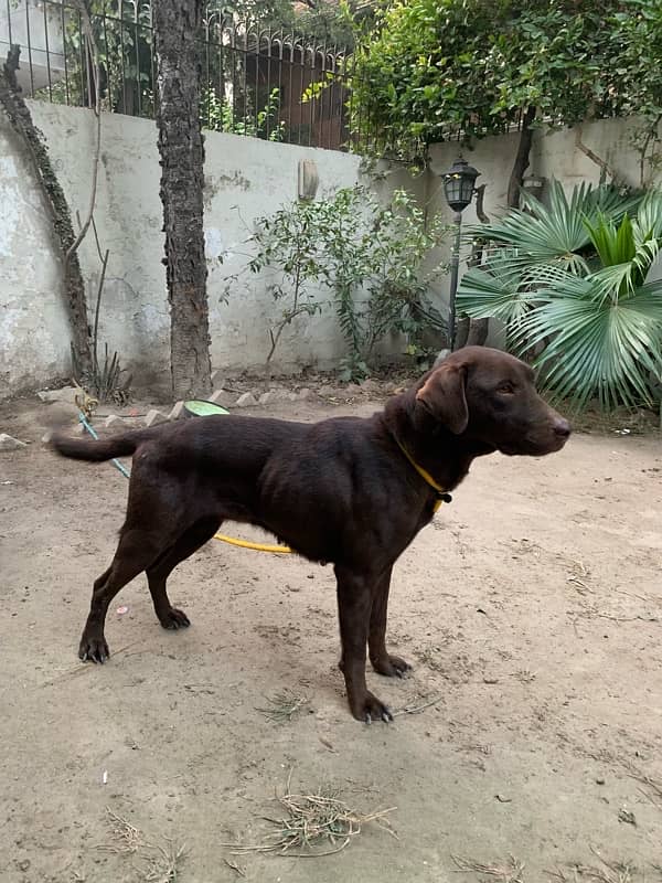 labrador female 0