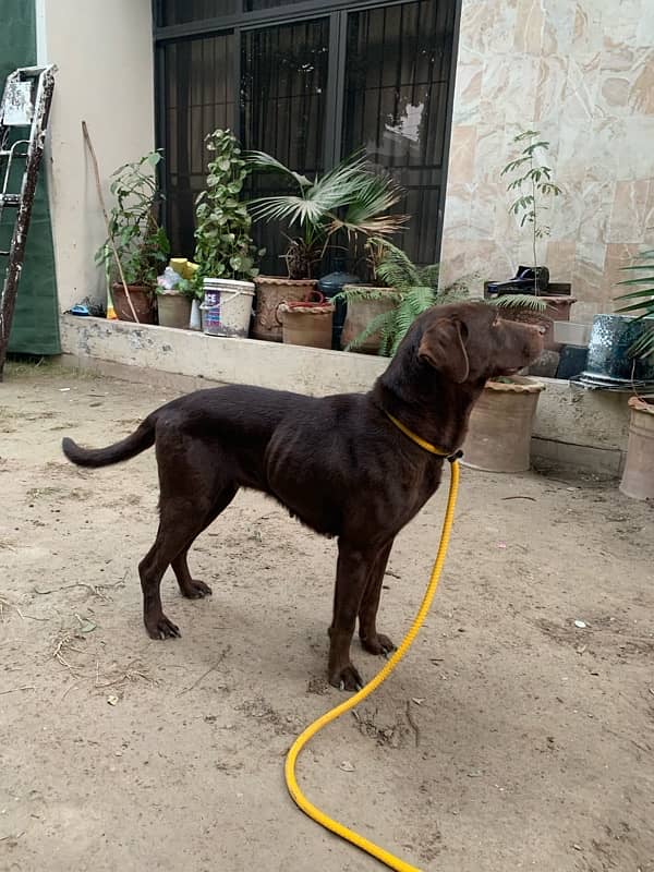 labrador female 1