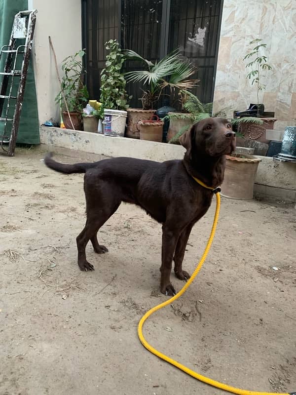 labrador female 2