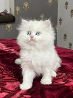 PERSIAN KITTEN FOR SALE ONLY CONTACT WHATUP UP 03282950497