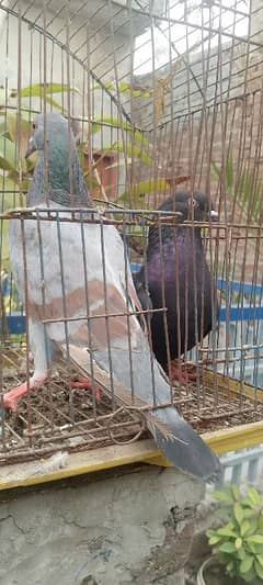 2 pigeon female sale contact