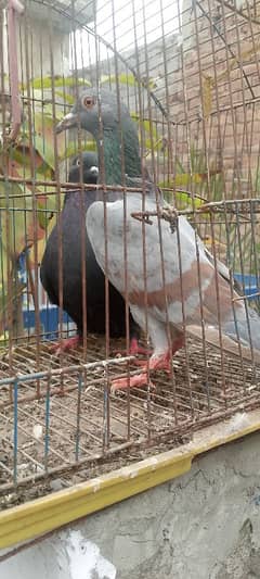 2 pigeon female sale contact