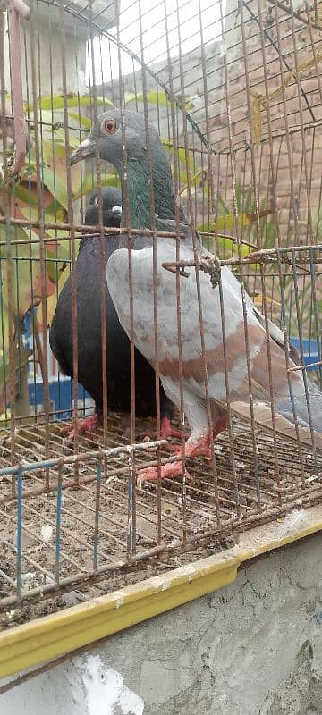 2 pigeon female sale contact 0