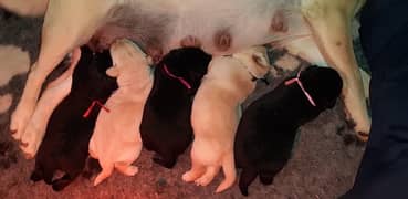 Pedigree Labrador Puppies Extreme Quality