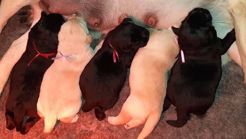 Pedigree Labrador Puppies Extreme Quality 1