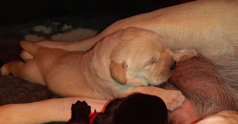 Pedigree Labrador Puppies Extreme Quality 2