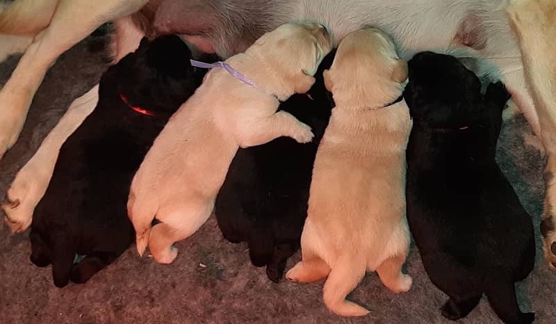 Pedigree Labrador Puppies Extreme Quality 3