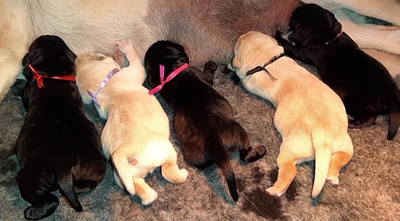 Pedigree Labrador Puppies Extreme Quality 4