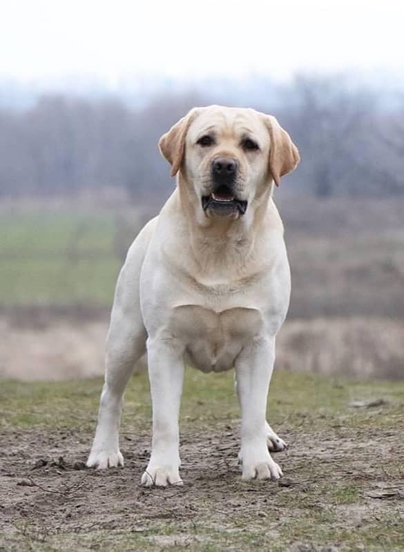 Pedigree Labrador Puppies Extreme Quality 5