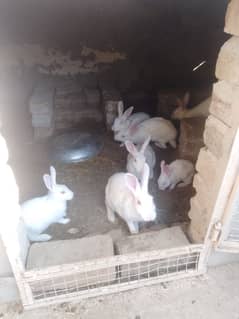 rabbits baby