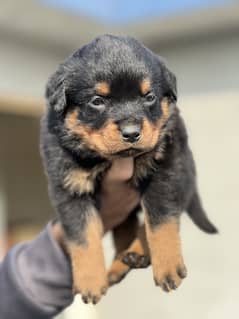 Rottweiler male puppy