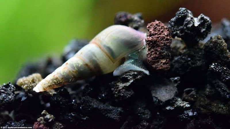 MALAYSIAN TRUMPET SNAIL 2