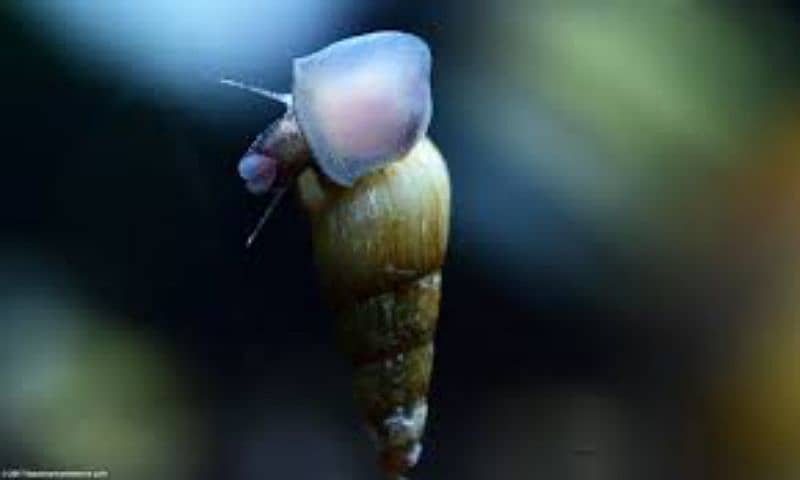 MALAYSIAN TRUMPET SNAIL 3