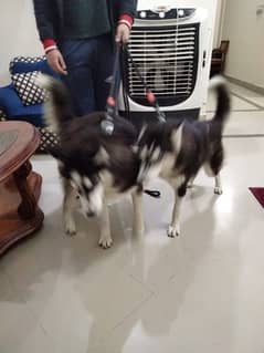 Siberian Husky (Wooly Coat) Pair