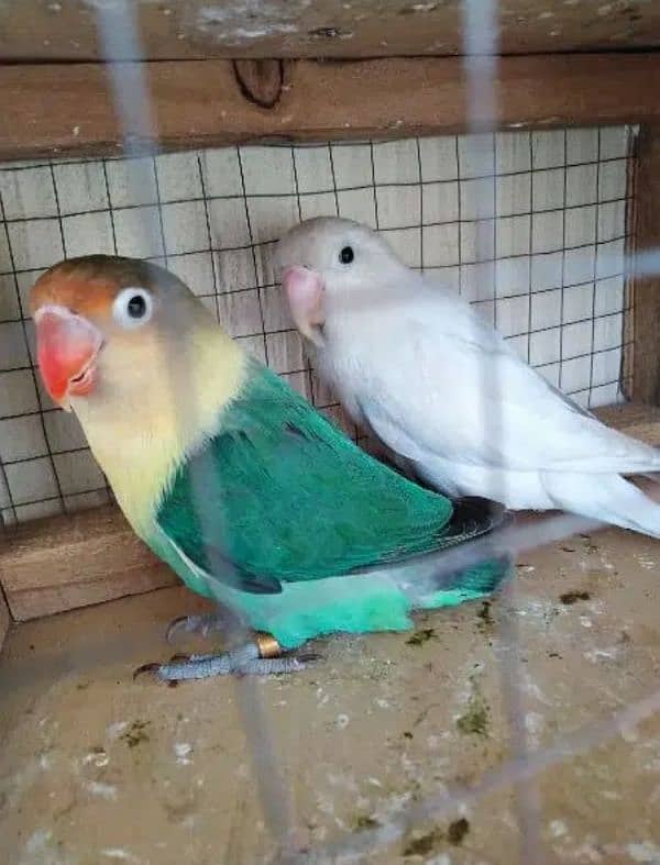 love birds lovebird 5