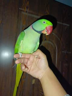 tame parrot