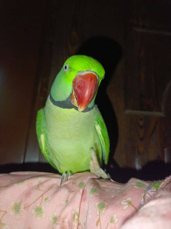 tame parrot 2