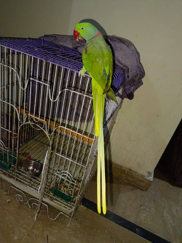 tame parrot 3