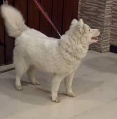 Siberian Husky Male Pure white