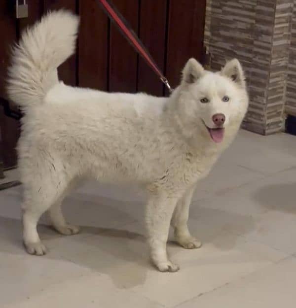 Siberian Husky Male Pure white 1