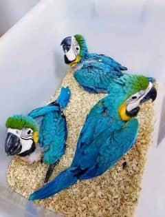 blue macaw parrot chips for sale 0336+14+38+647