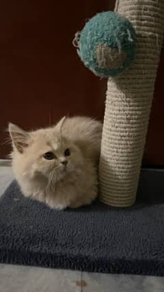 Persian kittens/ triple coated/ Vaccinated kittens available for sale