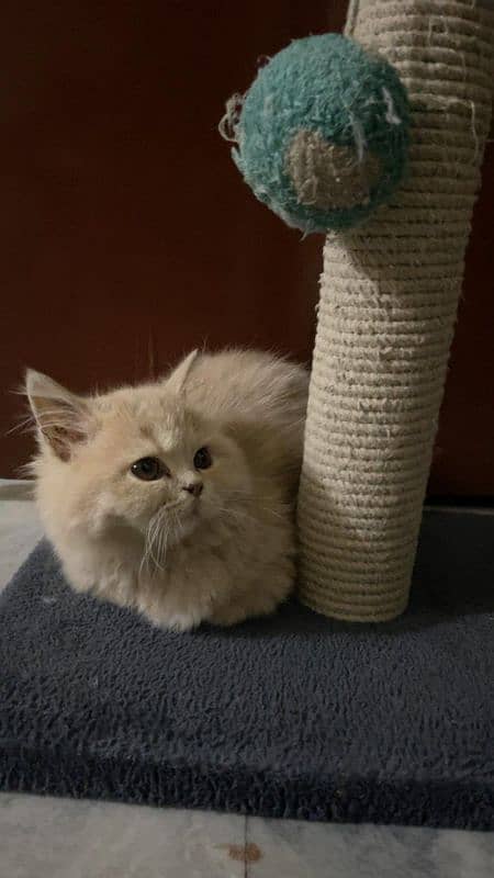 Persian kittens/ triple coated/ Vaccinated kittens available for sale 1