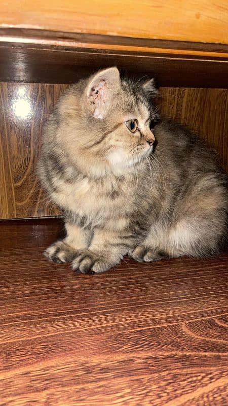 Persian kittens/ triple coated/ Vaccinated kittens available for sale 2