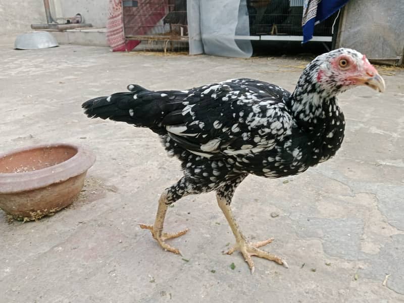 heavy buff/thai pathy /quality/white heera /aseel pair/pure aseel hen 6