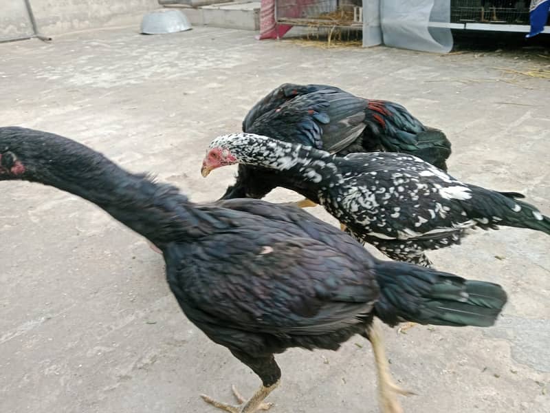 heavy buff/thai pathy /quality/white heera /aseel pair/pure aseel hen 7