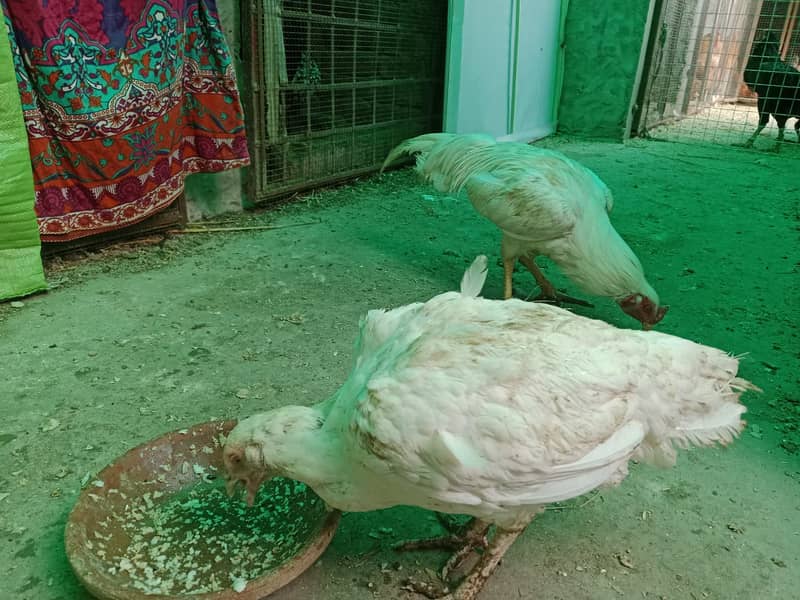 heavy buff/thai pathy /quality/white heera /aseel pair/pure aseel hen 8