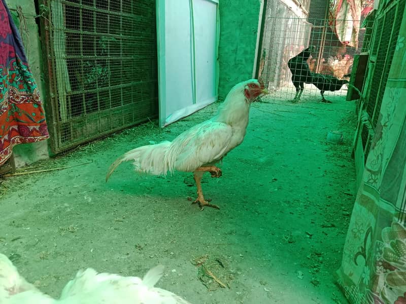 heavy buff/thai pathy /quality/white heera /aseel pair/pure aseel hen 9