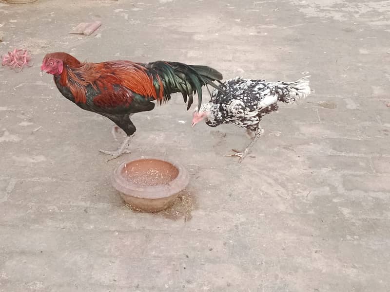 heavy buff/thai pathy /quality/white heera /aseel pair/pure aseel hen 10