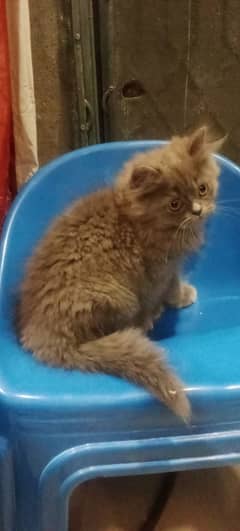 Persian cat grey colour hai 2 month ka hai 3 cot hai 15000